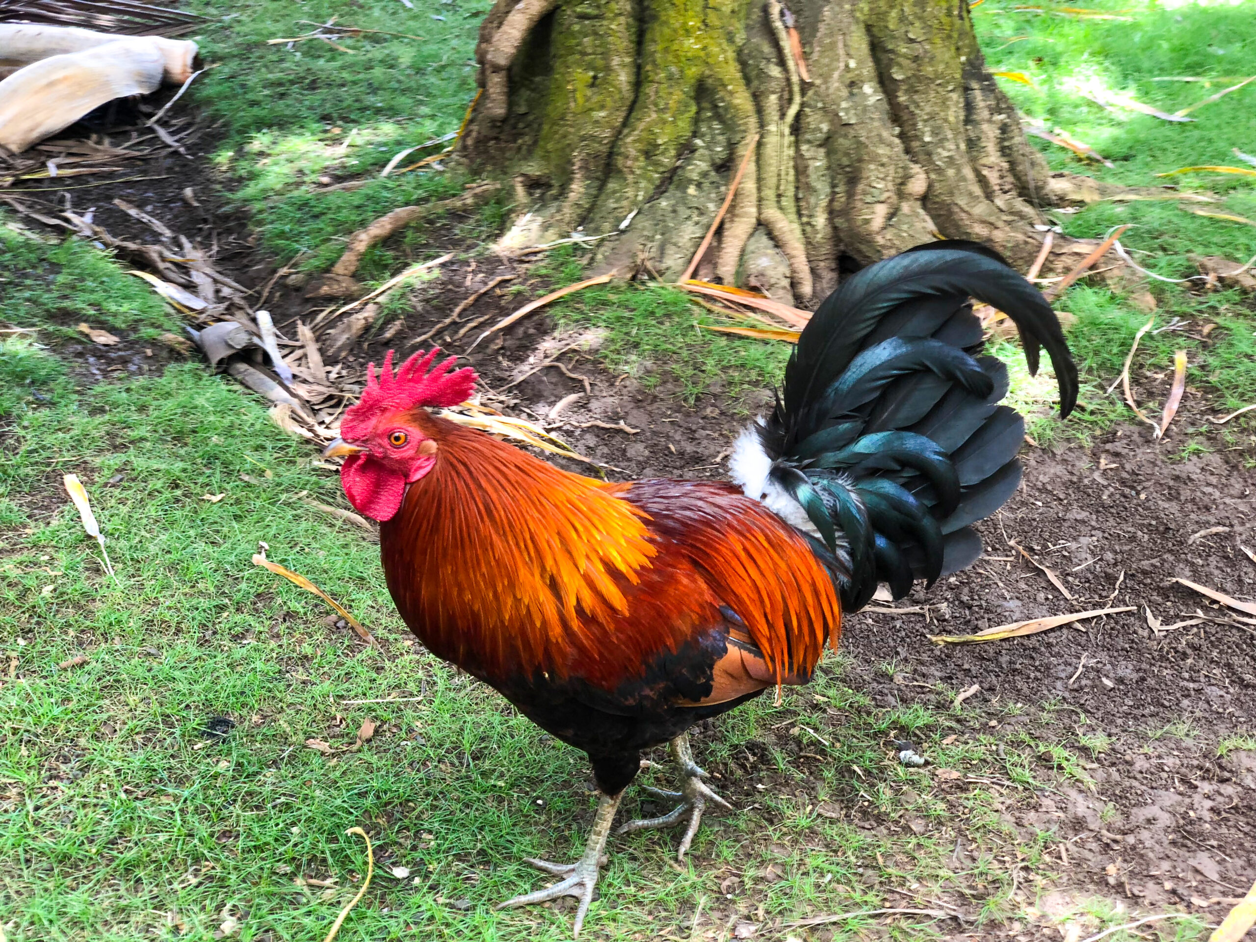 Duane's Ono Char-Burger