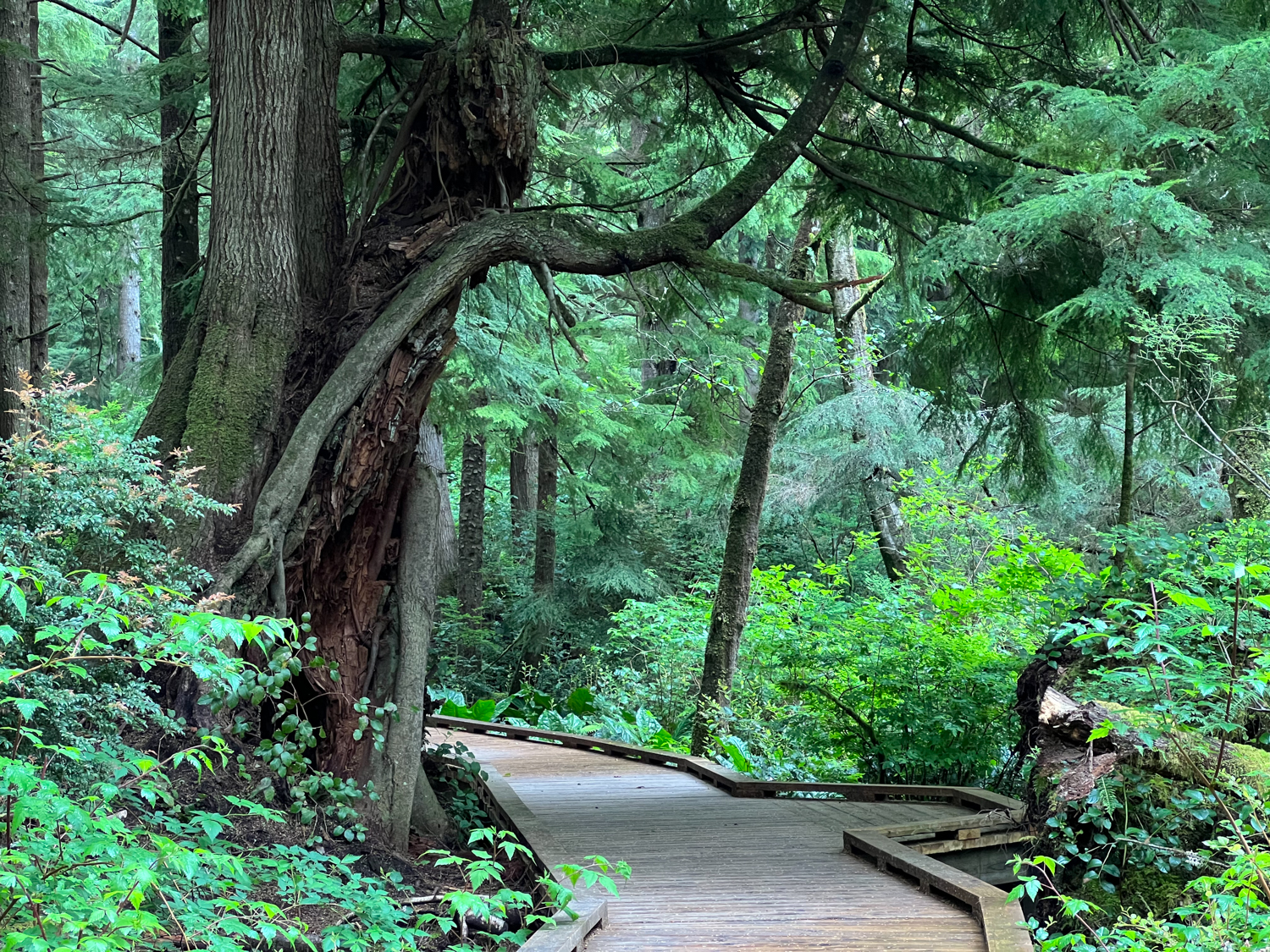 Rockaway Beach Old Growth Big Cedar Trail