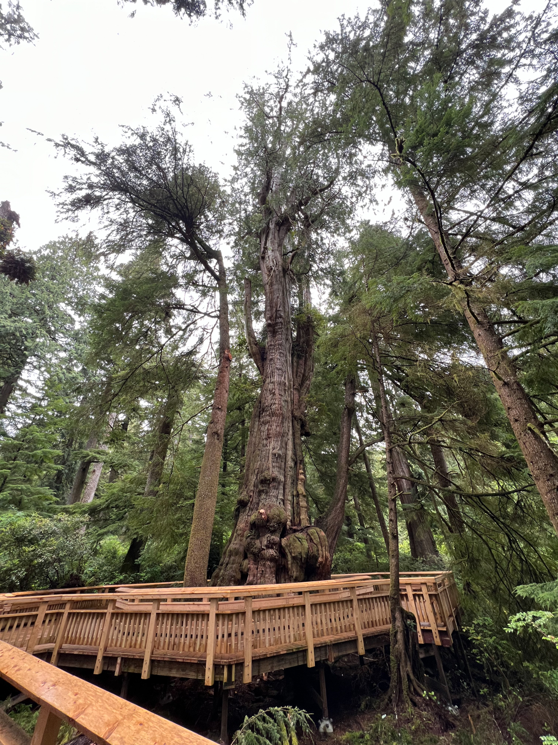 Rockaway Beach Old Growth Big Cedar Trail