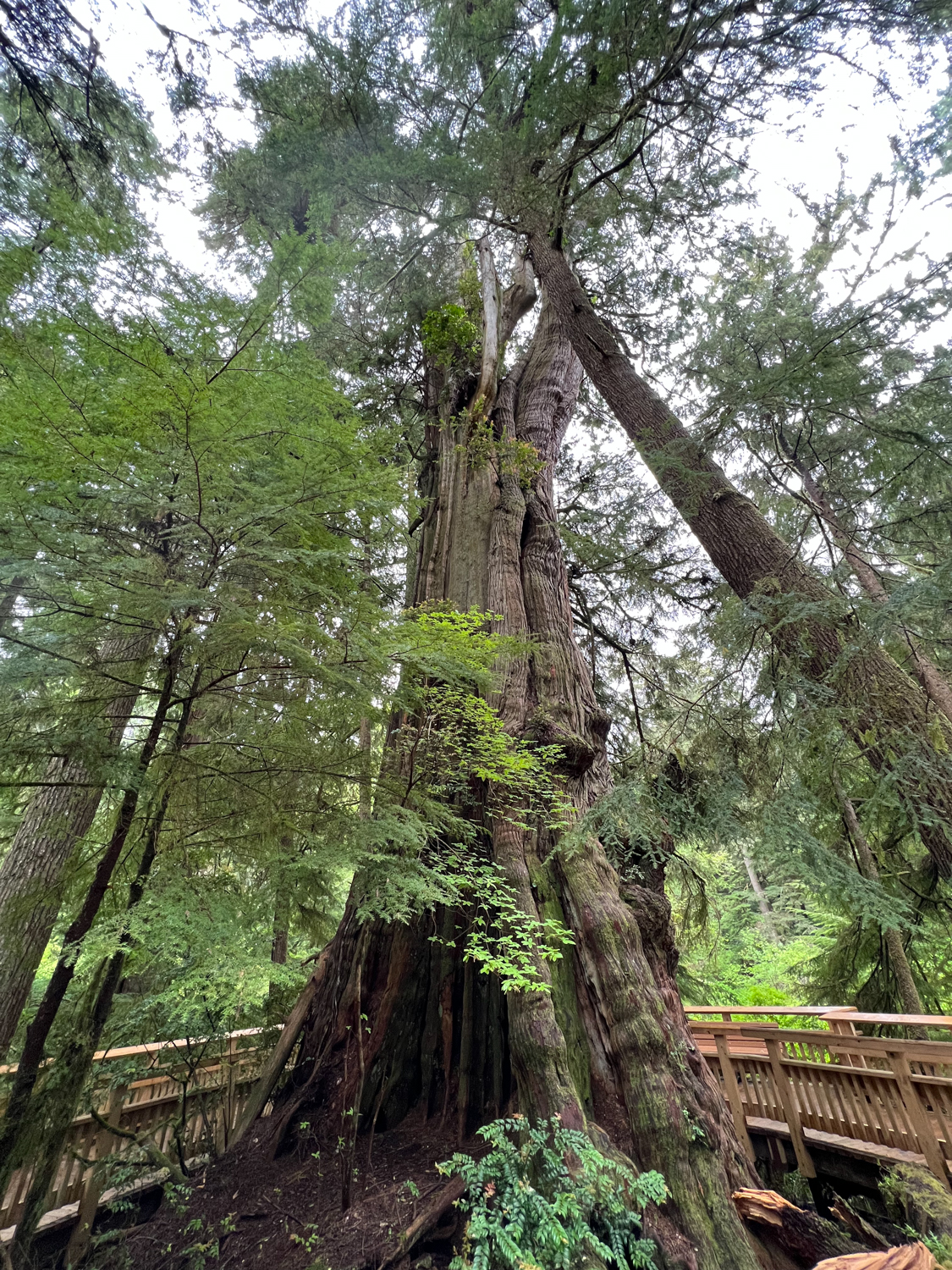 Rockaway Beach Old Growth Big Cedar Trail