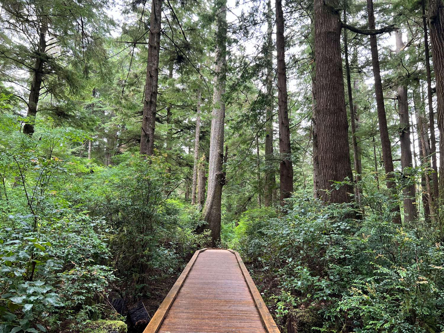 Rockaway Beach Old Growth Big Cedar Trail