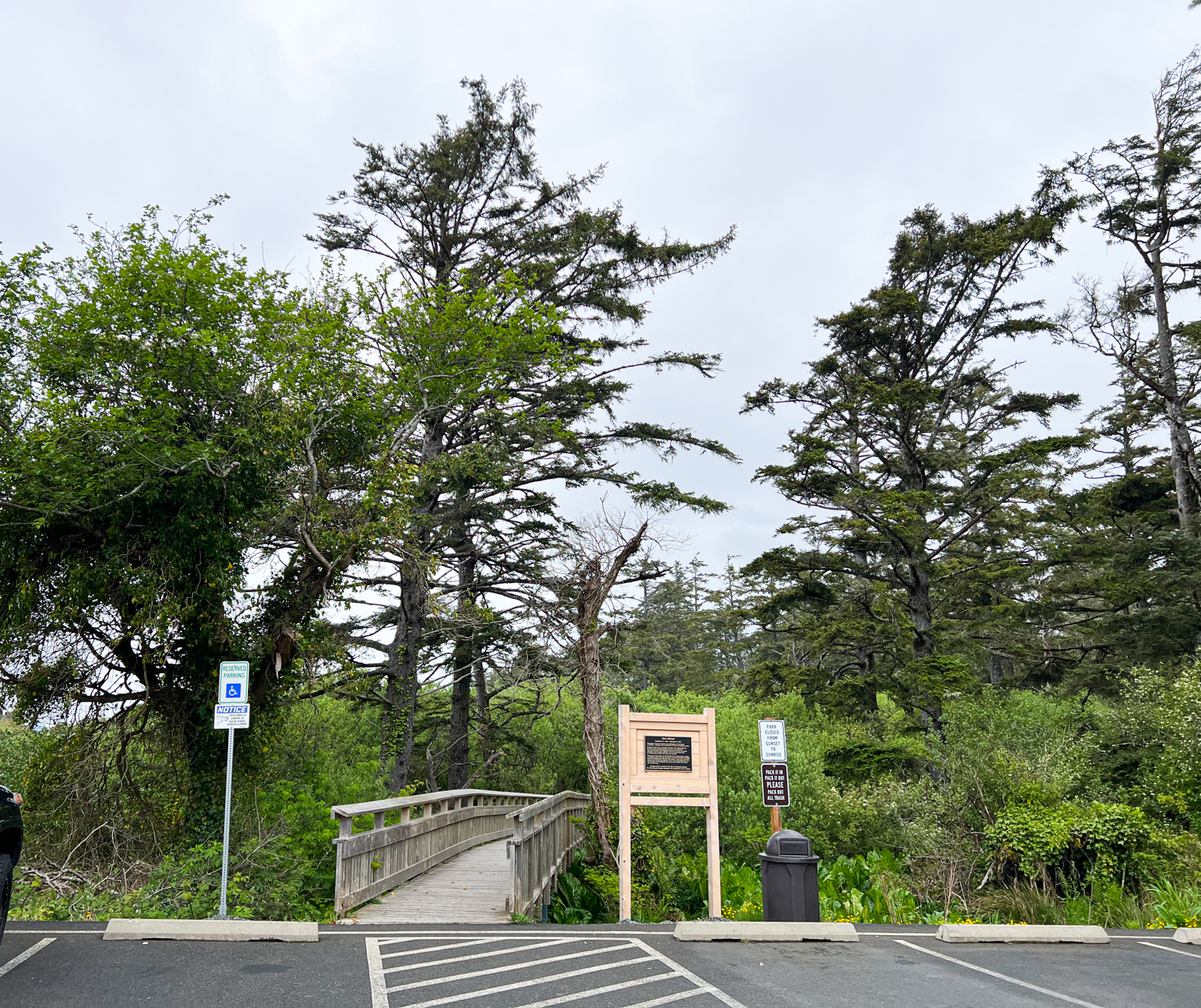 Rockaway Beach Old Growth Big Cedar Trail
