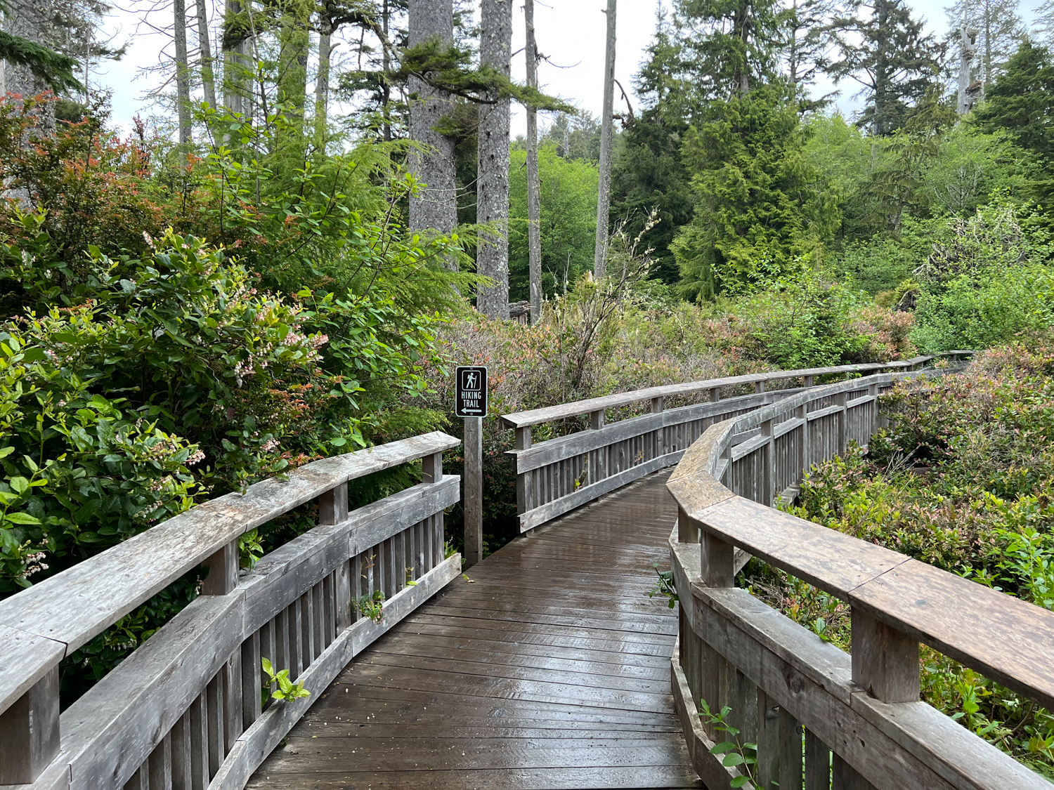 Rockaway Beach Old Growth Big Cedar Trail