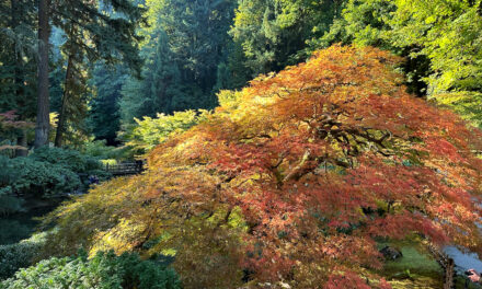 The Glory of Autumn on Full Display – A Captivating Fall Excursion to the Portland Japanese Garden
