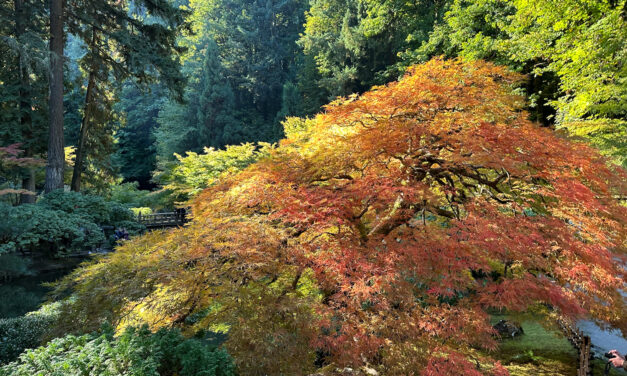The Glory of Autumn on Full Display – A Captivating Fall Excursion to the Portland Japanese Garden